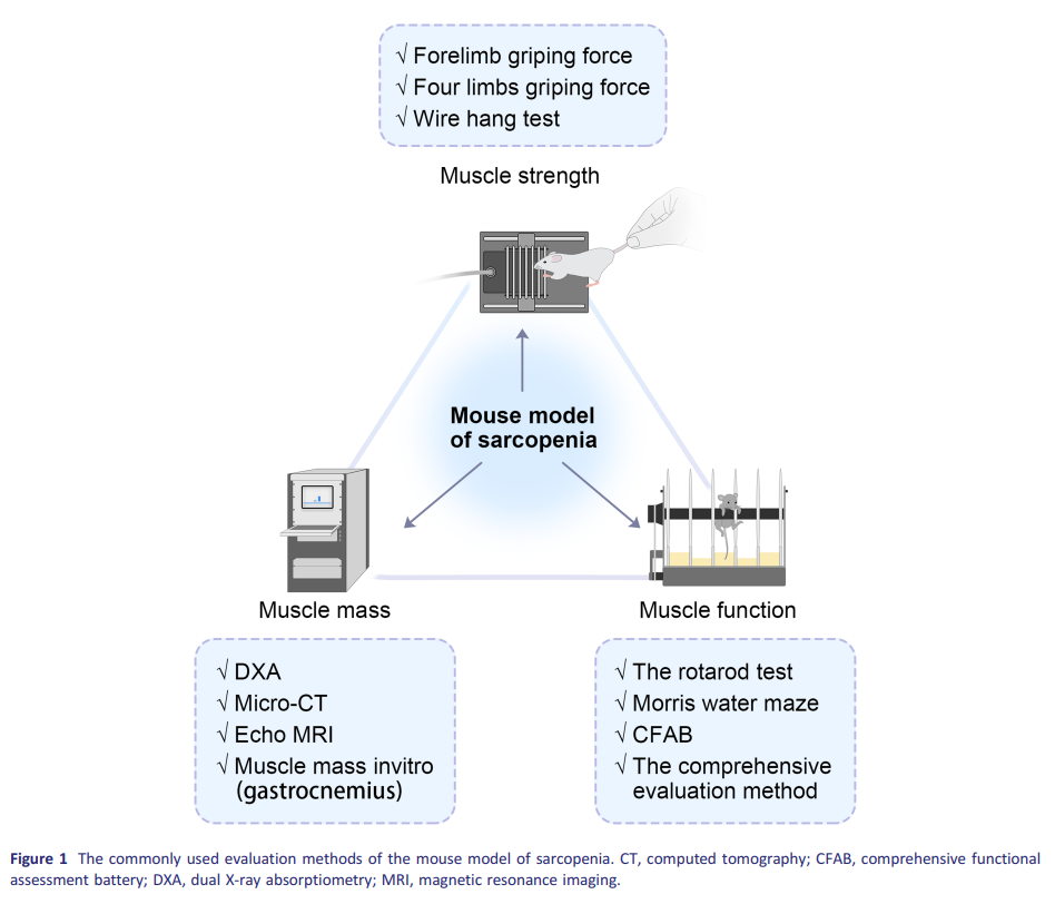 肌少症研究(图2)