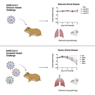 仓鼠试验：SARS-CoV-2 omicron变异体的致病性降低(图1)