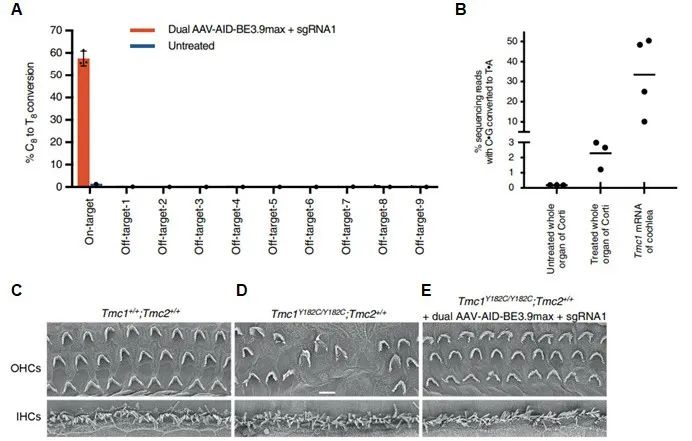 技术分享：基因治疗小鼠常染色体隐性耳聋模型(图1)