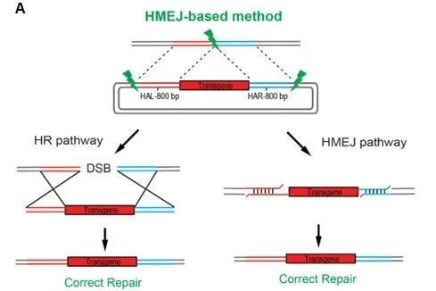技术分享：基因治疗小鼠常染色体隐性耳聋模型(图2)