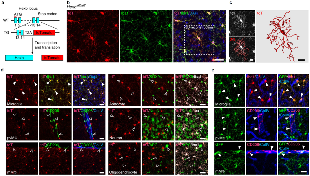 技术分享：小胶质细胞特异性研究的Hexb工具鼠(图1)