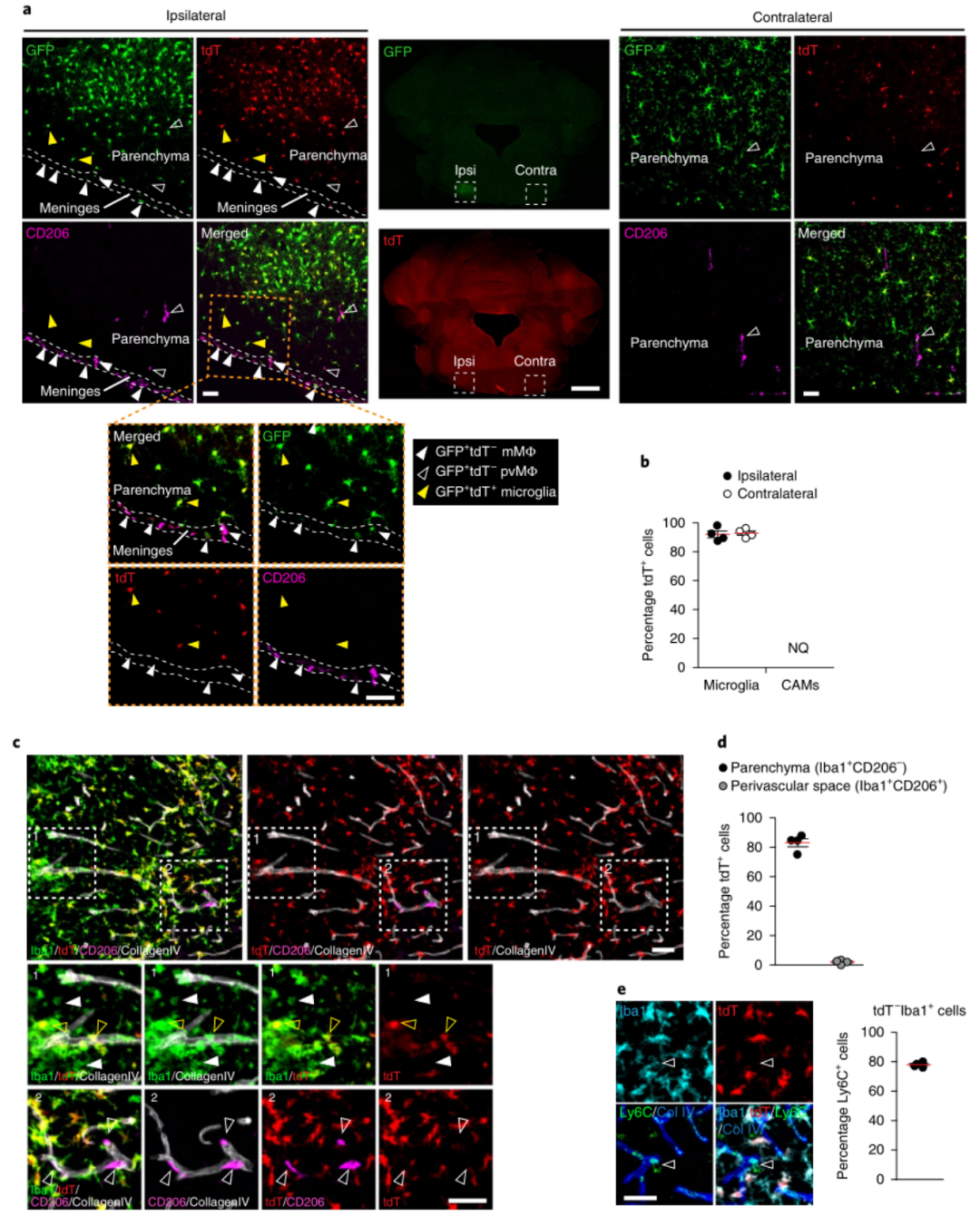 技术分享：小胶质细胞特异性研究的Hexb工具鼠(图2)