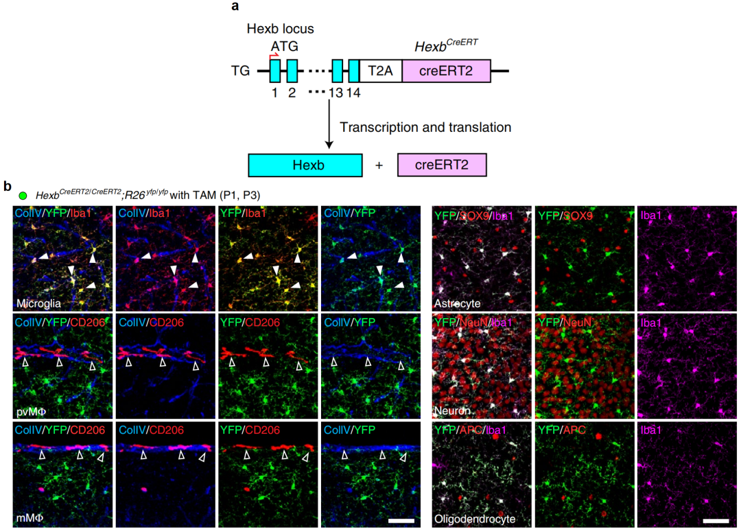 技术分享：小胶质细胞特异性研究的Hexb工具鼠(图3)